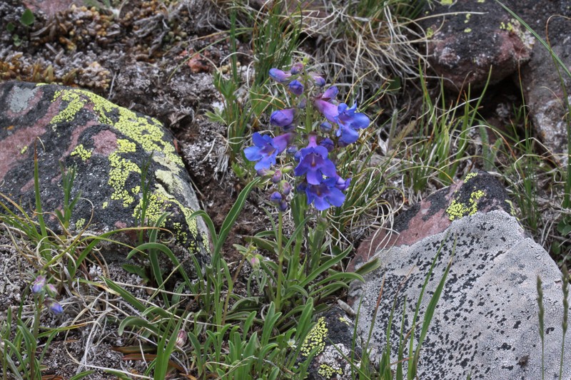 Uinta Mountain Beardtongue photo 4
