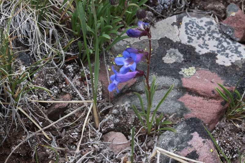 Uinta Mountain Beardtongue photo 5