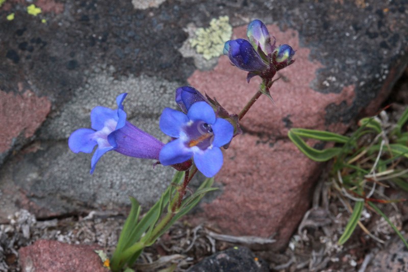Uinta Mountain Beardtongue photo 6