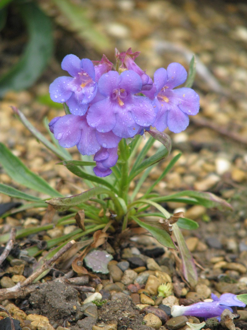 Uinta Mountain Beardtongue