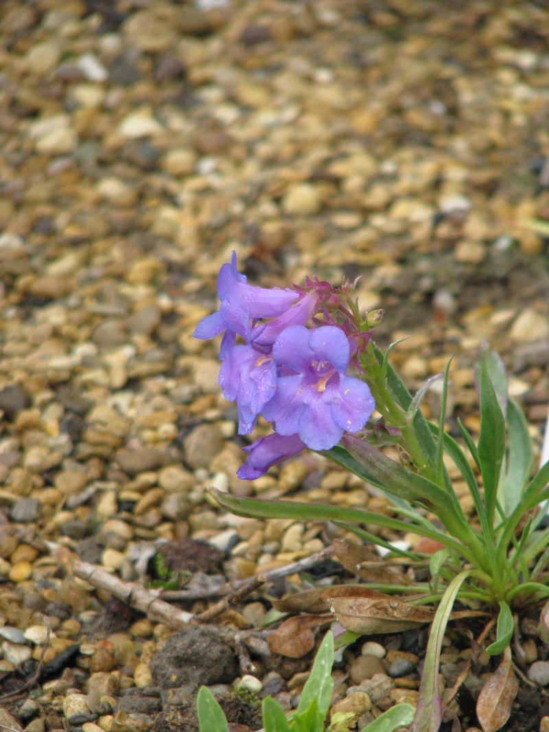 Uinta Mountain Beardtongue photo 2