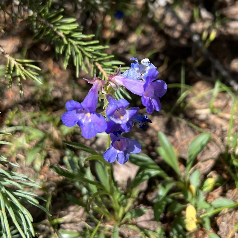 Uinta Mountain Beardtongue photo 3