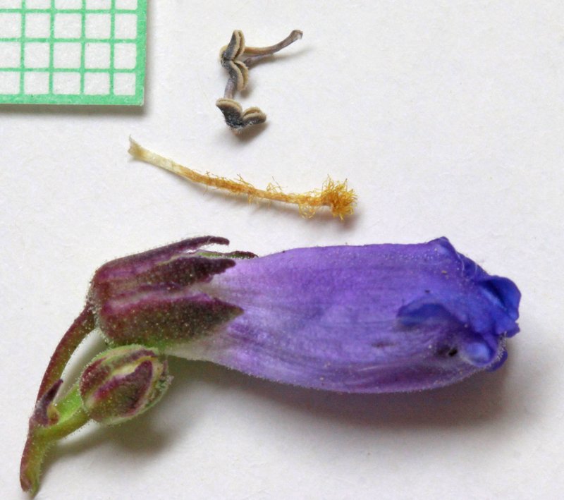 Uinta Mountain Beardtongue photo 7