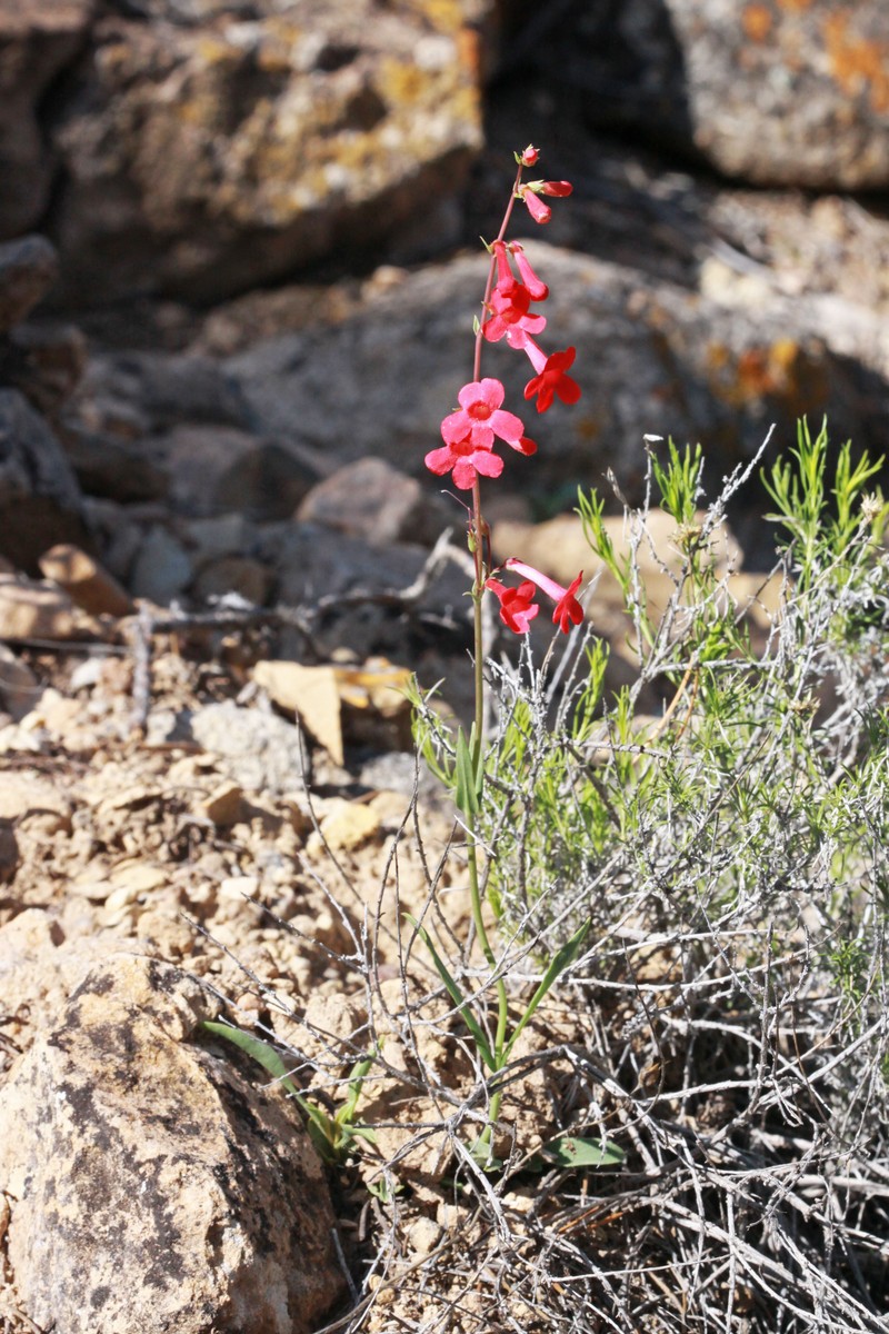 Utah Penstemon photo 3