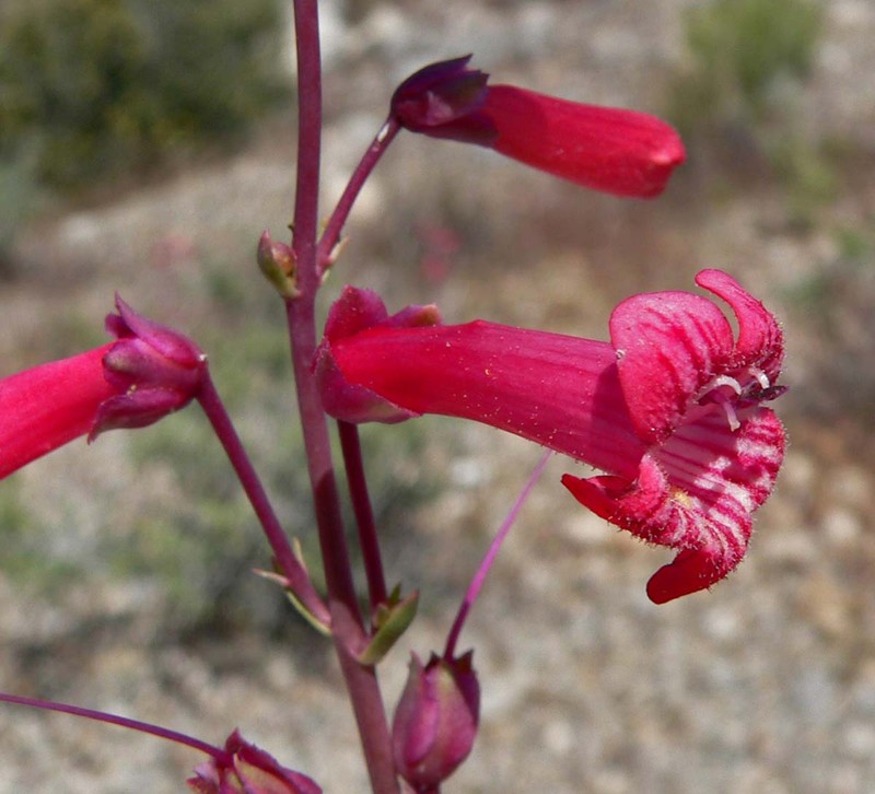 Utah Penstemon photo 2