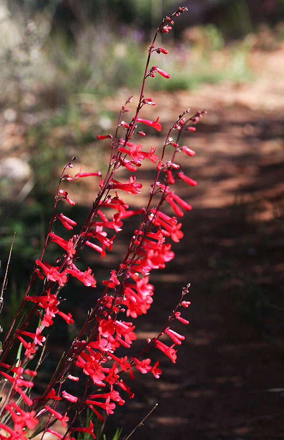 Utah Penstemon photo 4