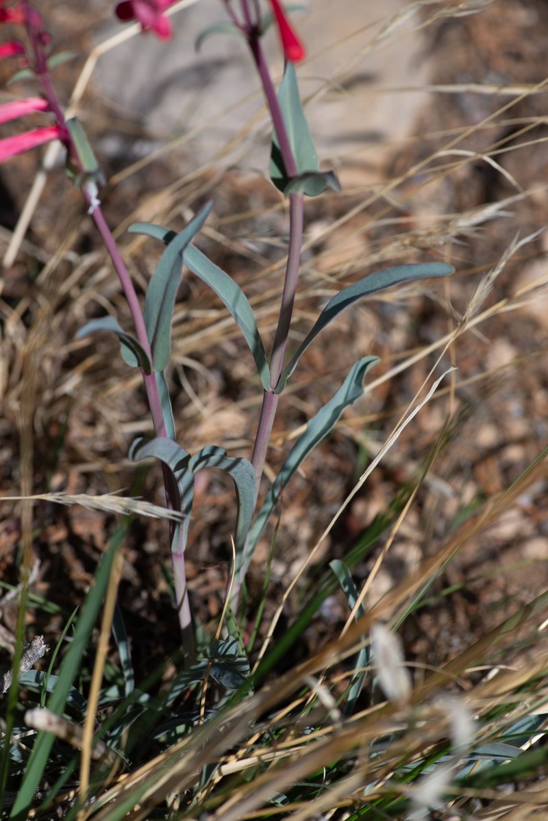 Utah Penstemon photo 5