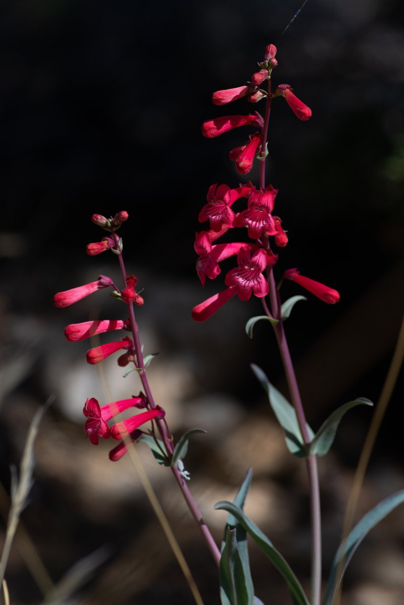 Utah Penstemon photo 6