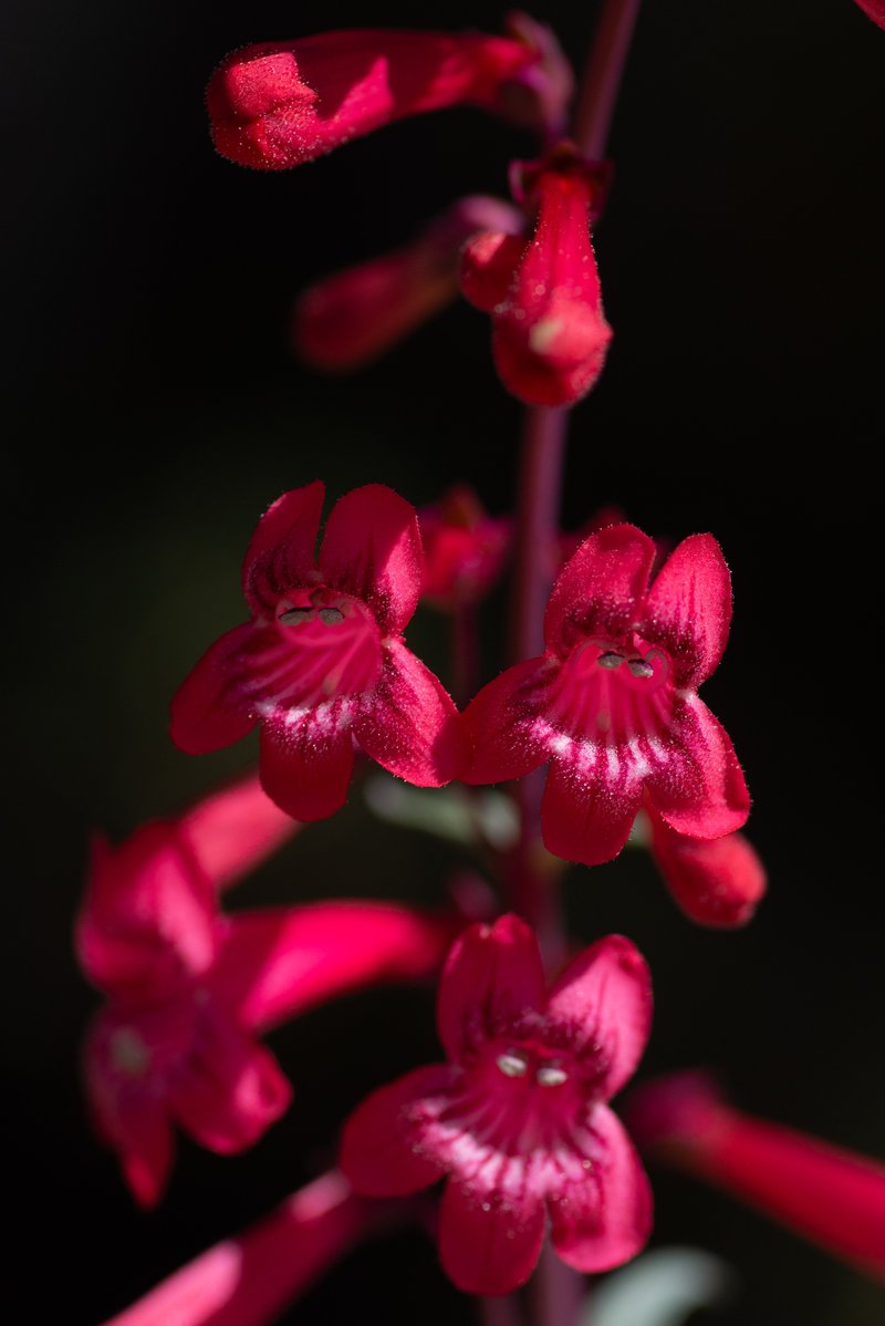 Utah Penstemon photo 7