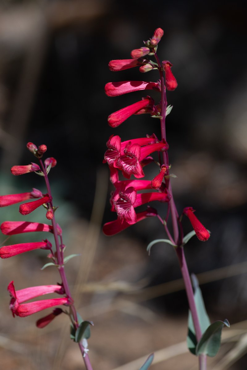 Utah Penstemon photo 8