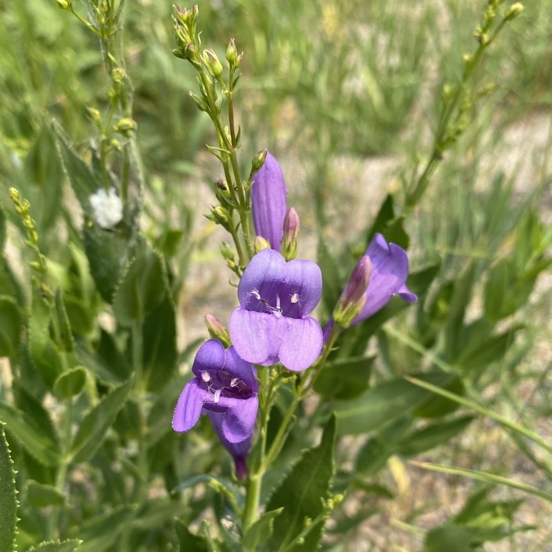 Venus Penstemon photo 2