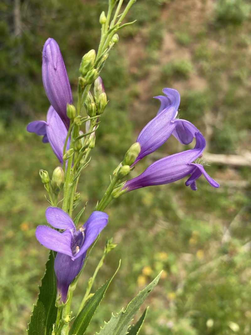 Venus Penstemon photo 3