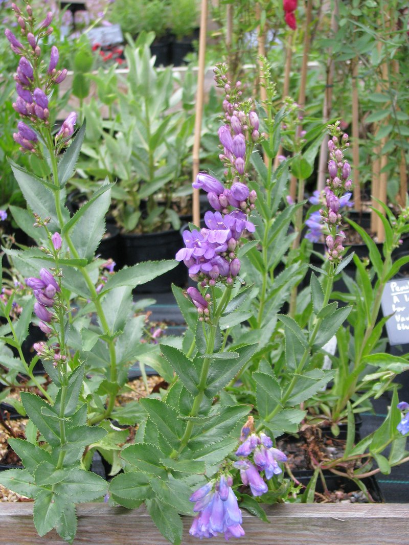 Venus Penstemon photo 5