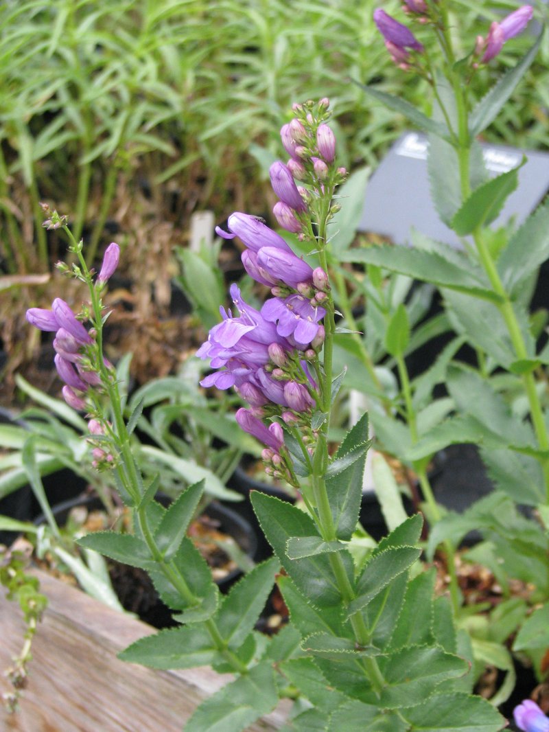 Venus Penstemon photo 6