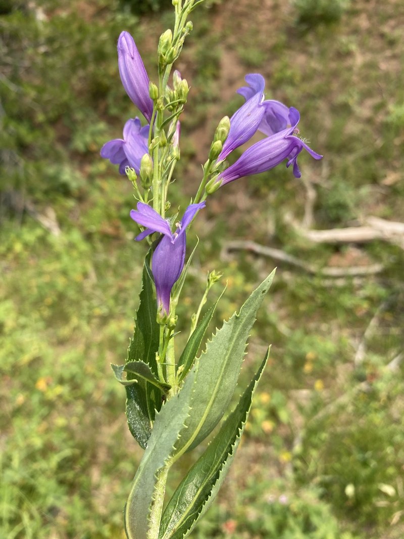 Venus Penstemon photo 8