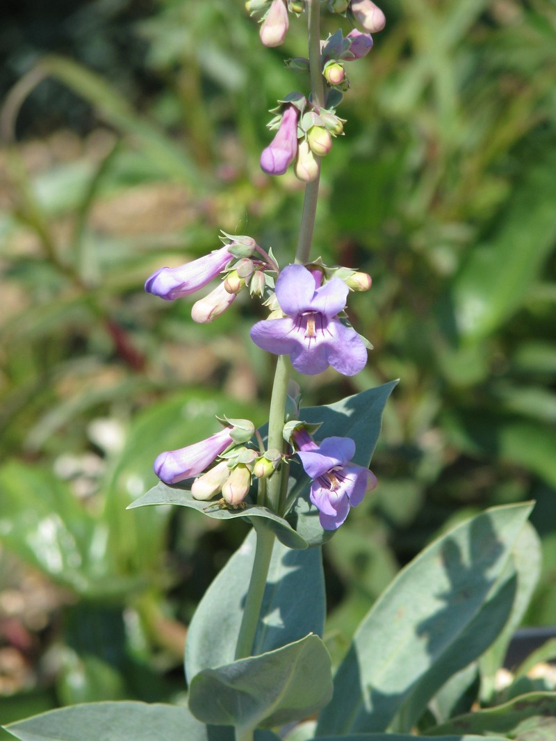 Variable-Color Beardtongue