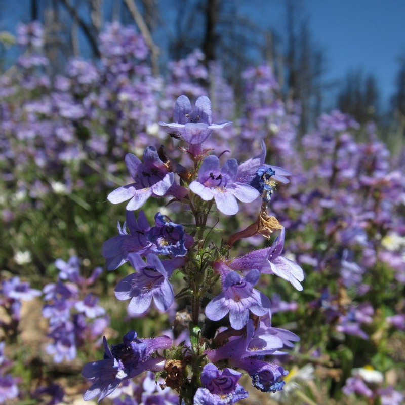 Front Range Beardtongue photo 4