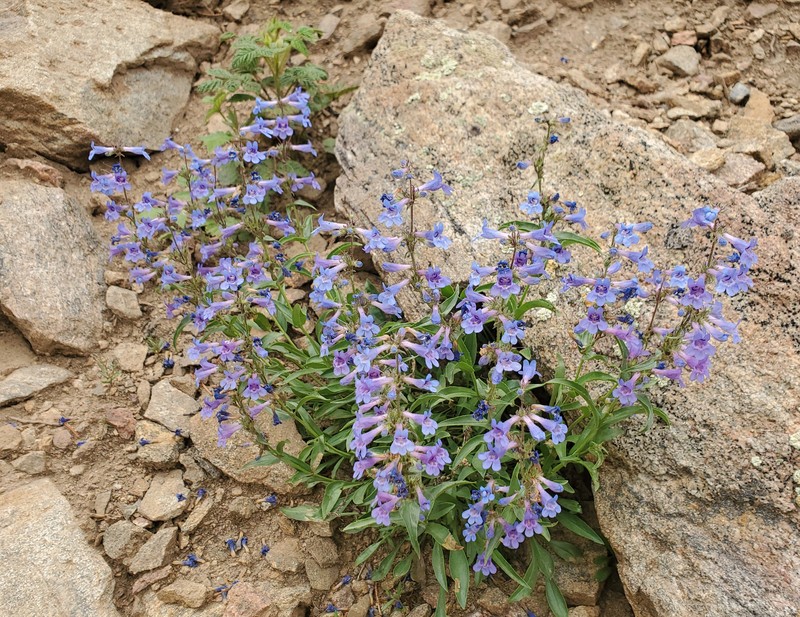 Front Range Beardtongue photo 5
