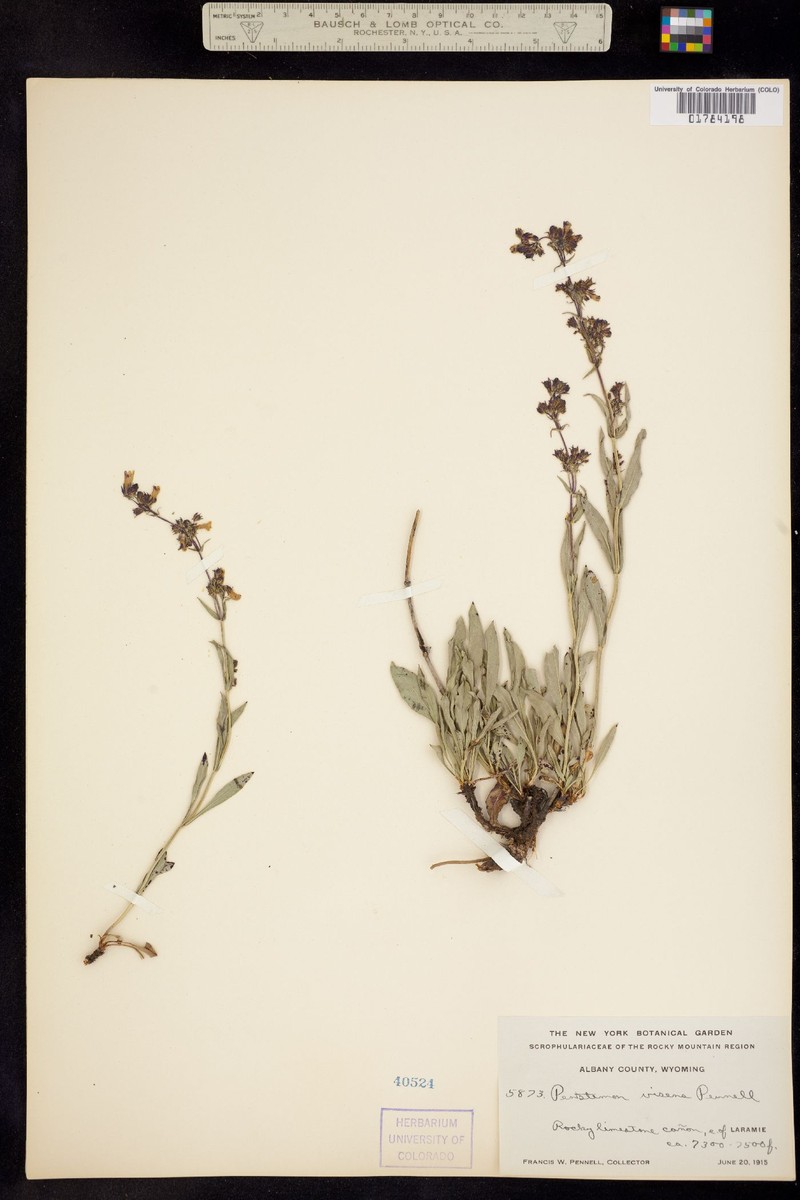 Front Range Beardtongue photo 6