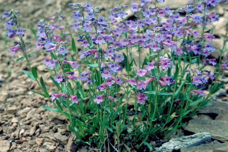 Front Range Beardtongue photo 2