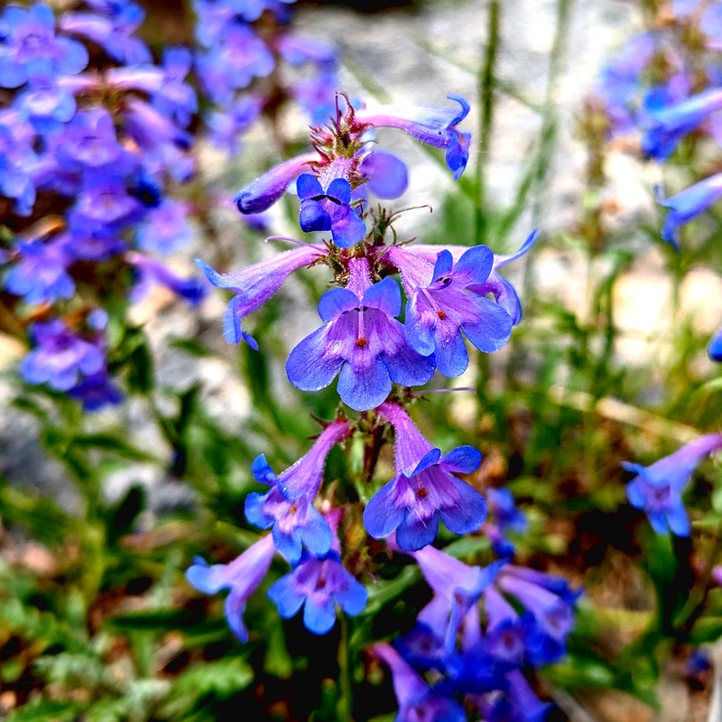 Front Range Beardtongue