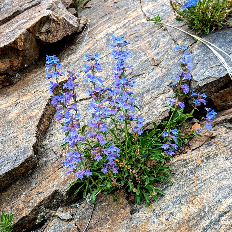 Front Range Beardtongue photo 3