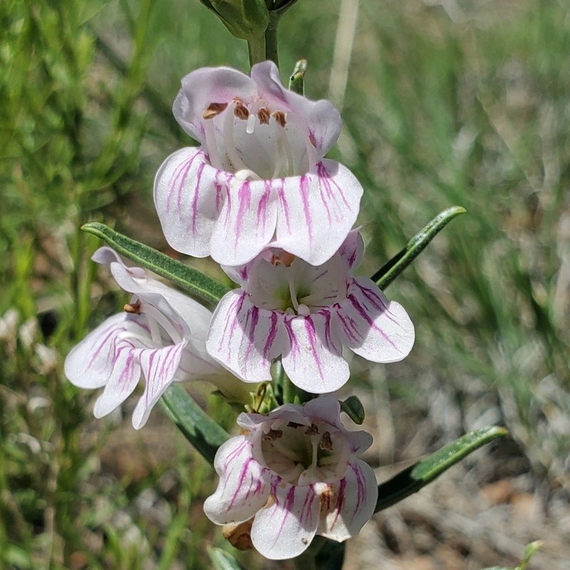 Upright Blue Beardtongue