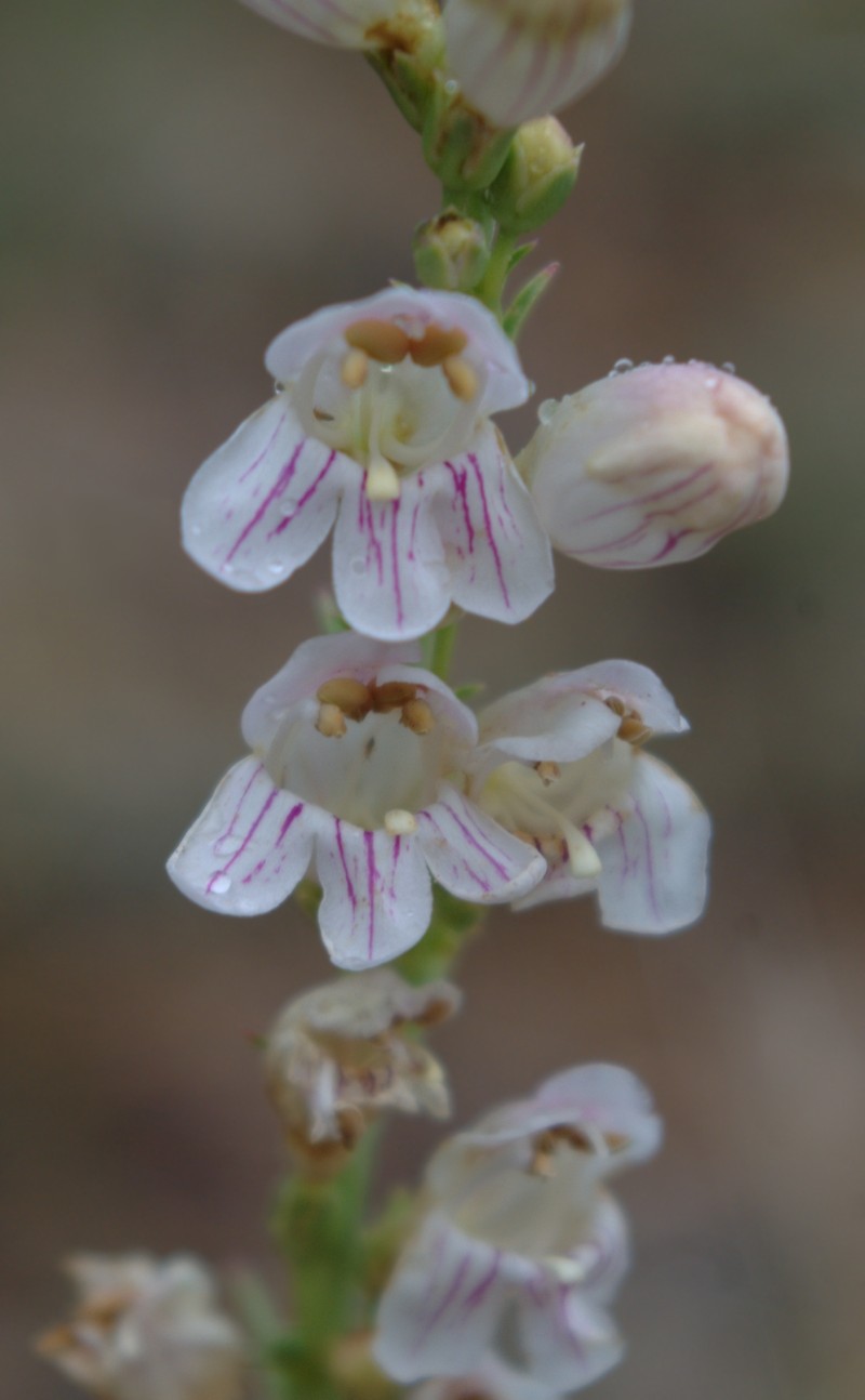 Upright Blue Beardtongue photo 2