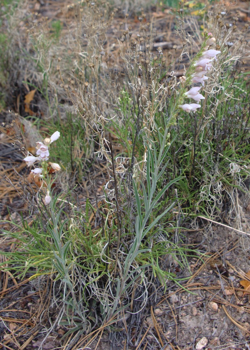 Upright Blue Beardtongue photo 3