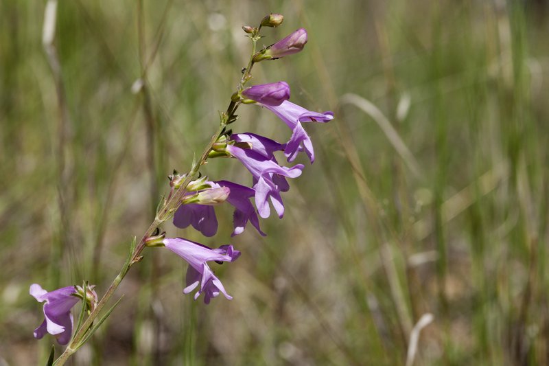 Upright Blue Beardtongue photo 4