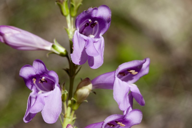 Upright Blue Beardtongue photo 5