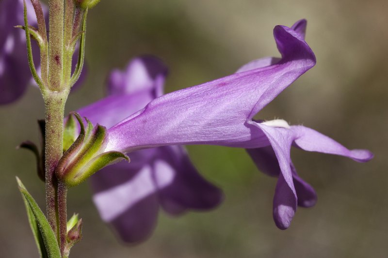 Upright Blue Beardtongue photo 6