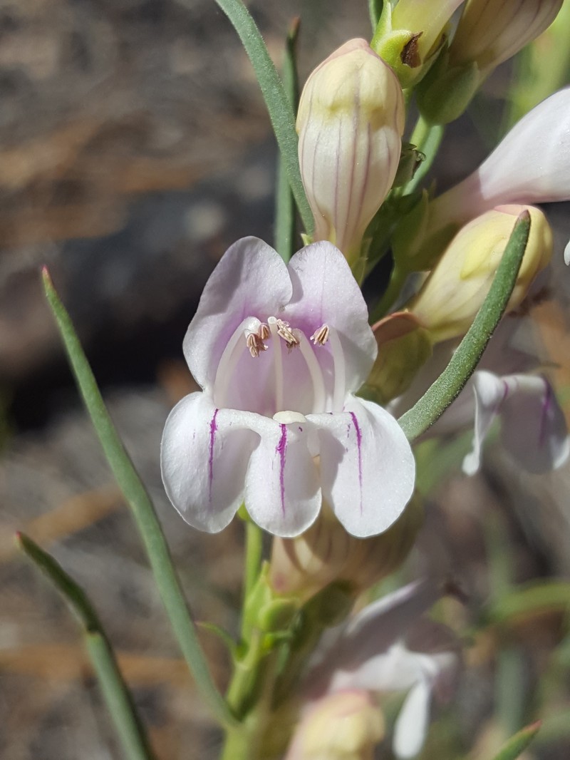 Upright Blue Beardtongue photo 7