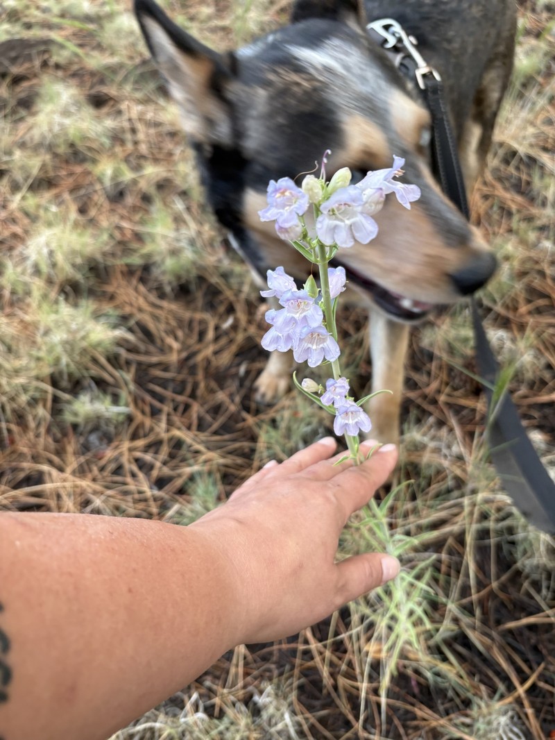 Penstemon virgatus var. virgatus