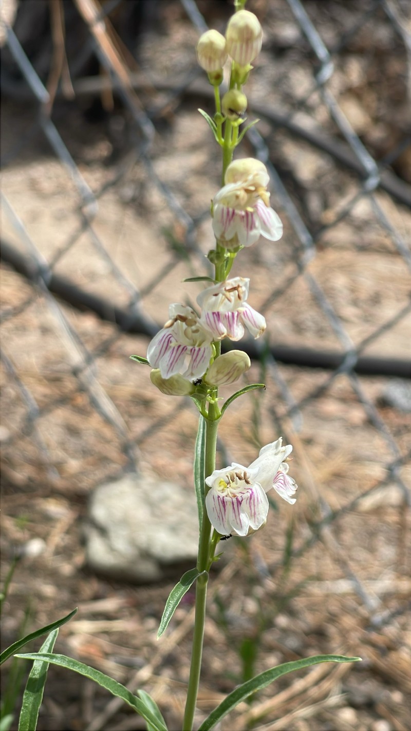 Penstemon virgatus var. virgatus photo 2