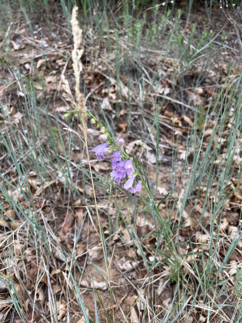 Penstemon virgatus var. virgatus photo 3