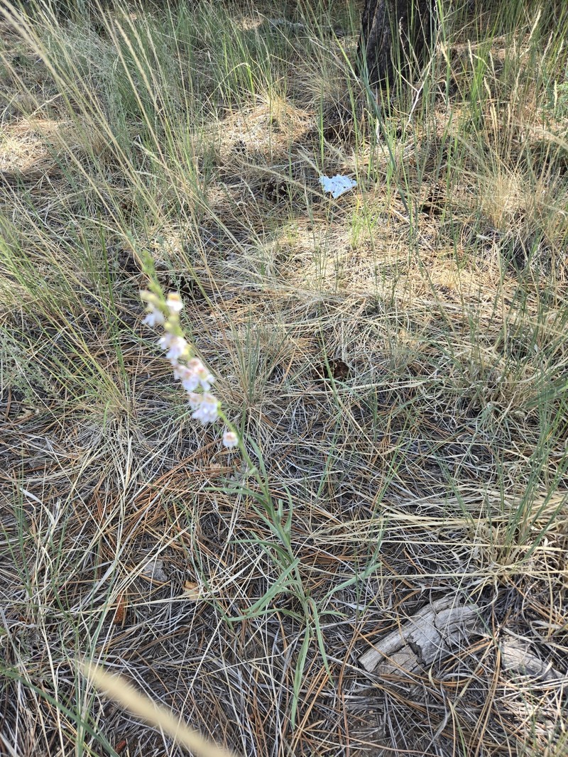 Penstemon virgatus var. virgatus photo 4