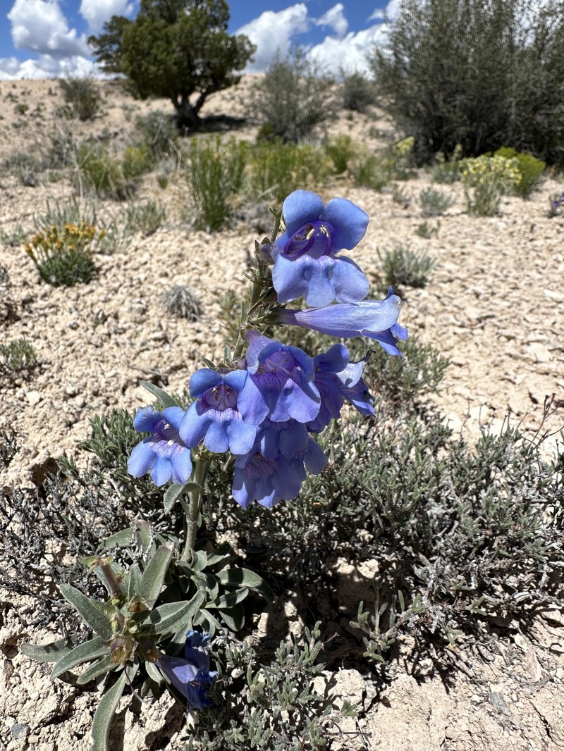 Ward's Beardtongue photo 4
