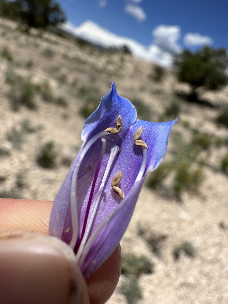 Ward's Beardtongue photo 5