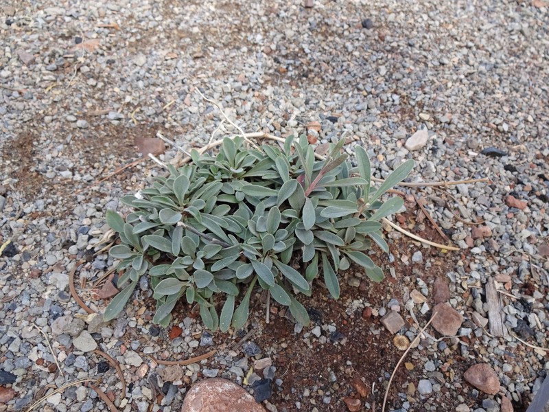 Ward's Beardtongue photo 6