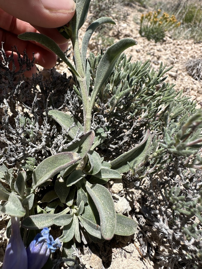 Ward's Beardtongue photo 2