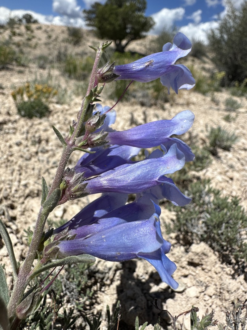 Ward's Beardtongue photo 3