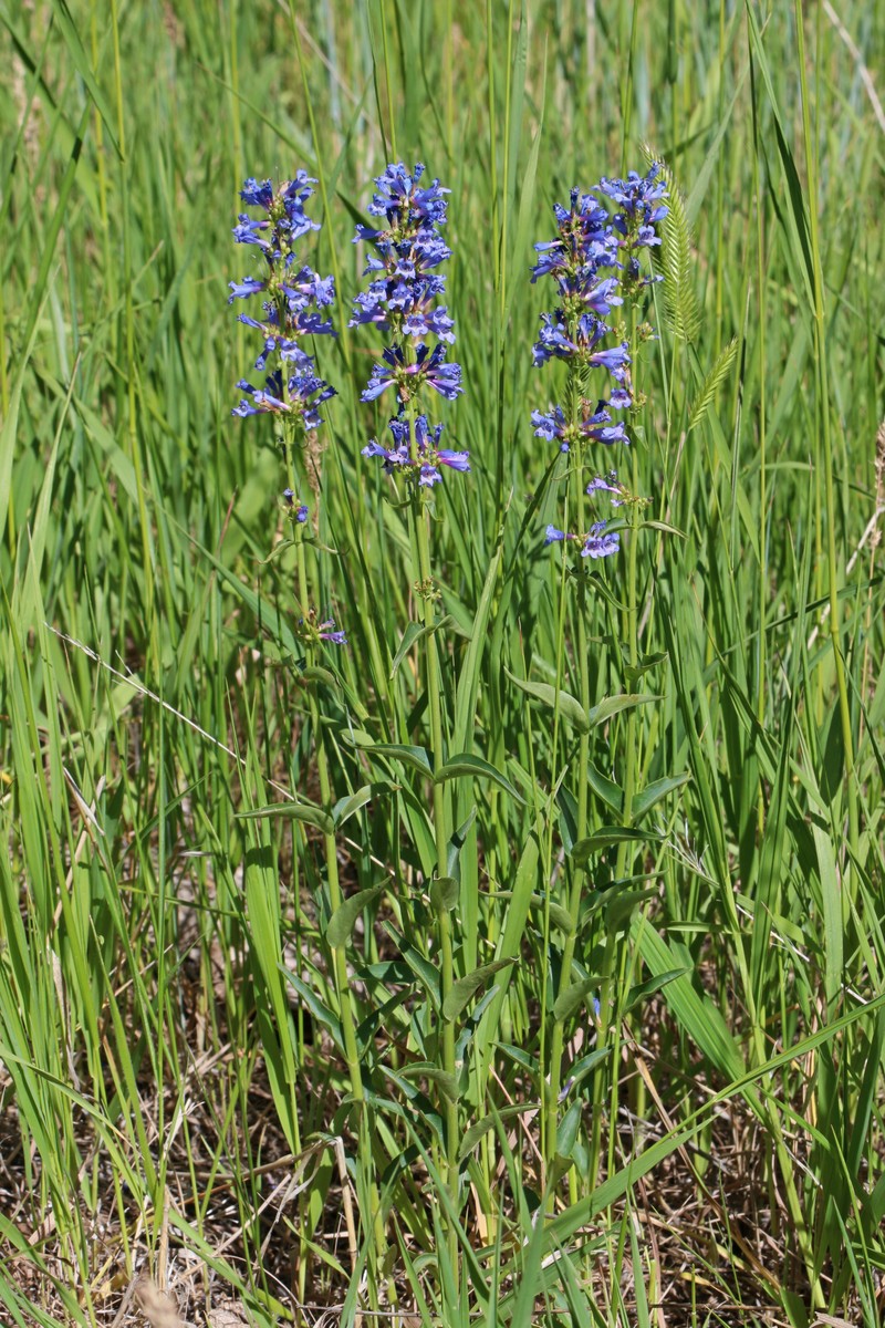Watson's Penstemon photo 4