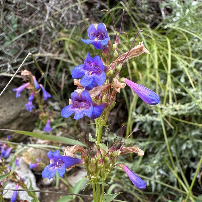 Watson's Penstemon photo 2