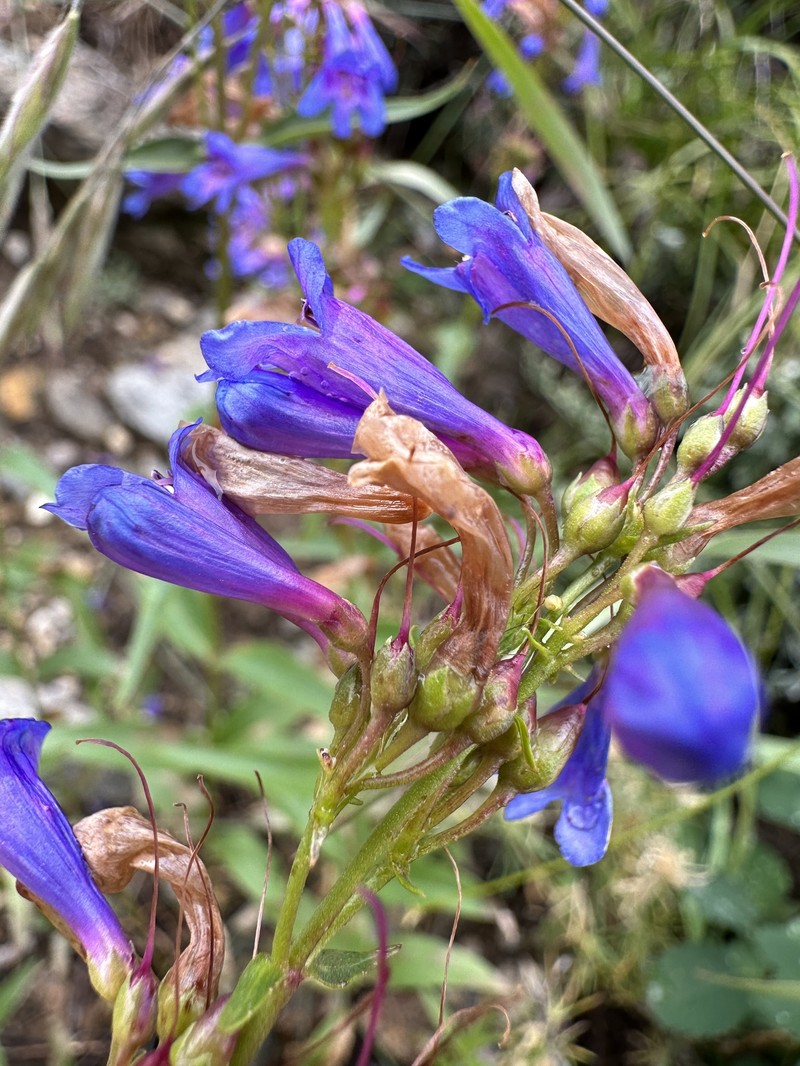 Watson's Penstemon photo 3