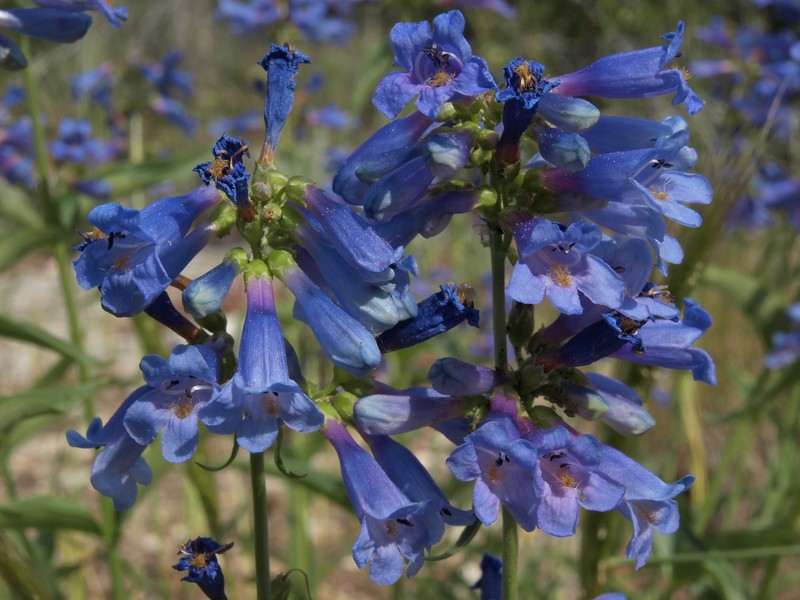 Watson's Penstemon