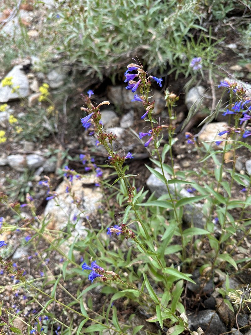 Watson's Penstemon photo 5