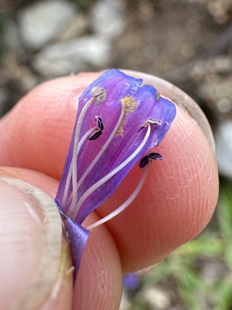 Watson's Penstemon photo 6