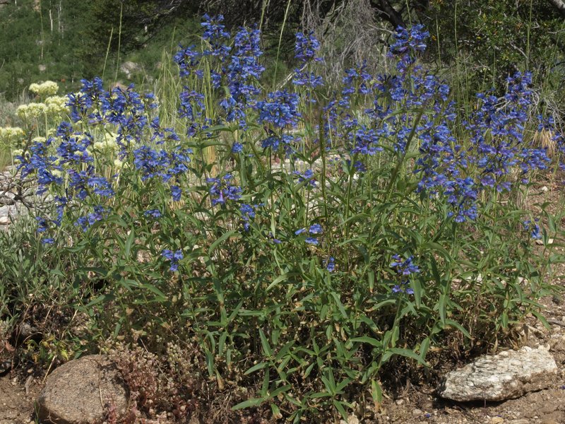 Watson's Penstemon photo 7