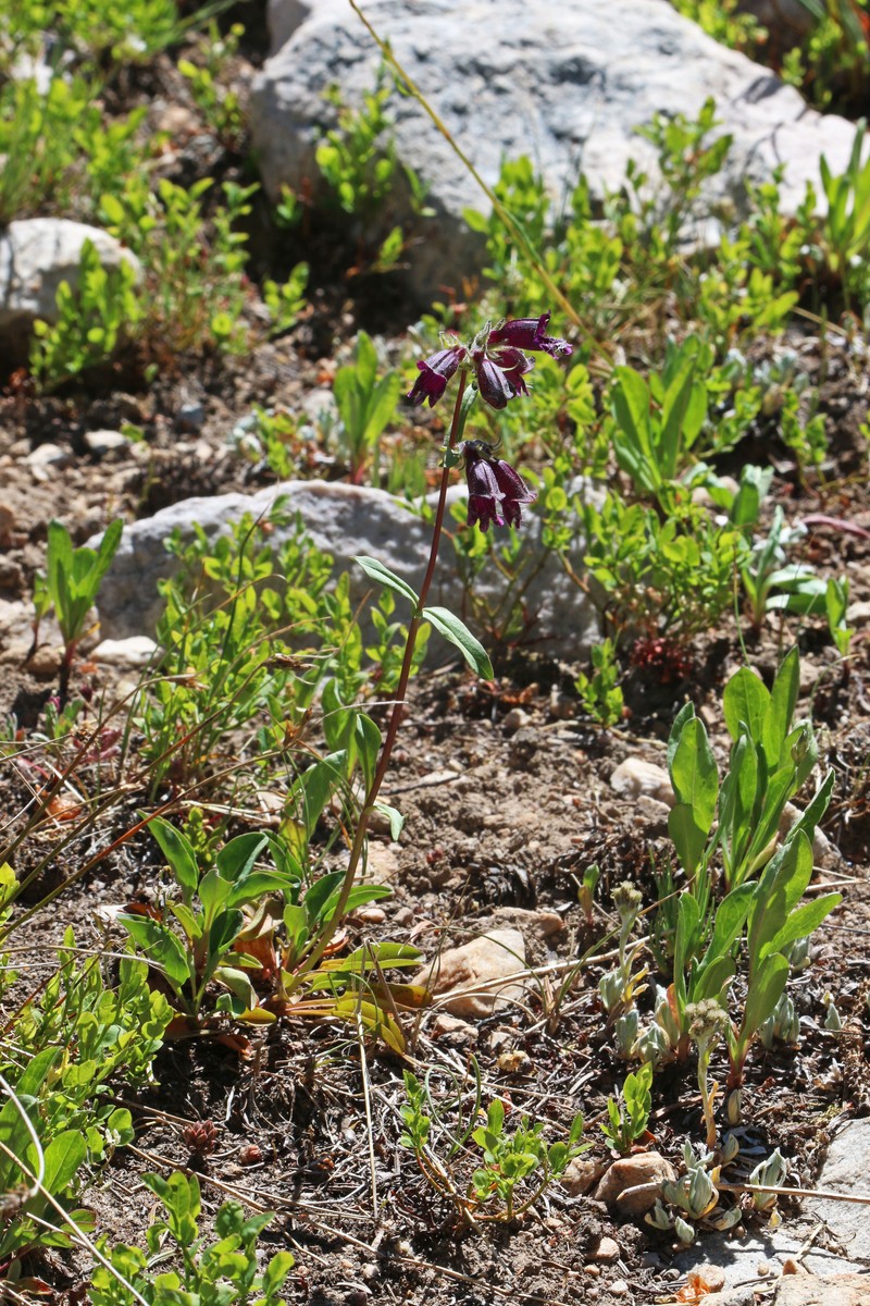 Whipple's Penstemon photo 3